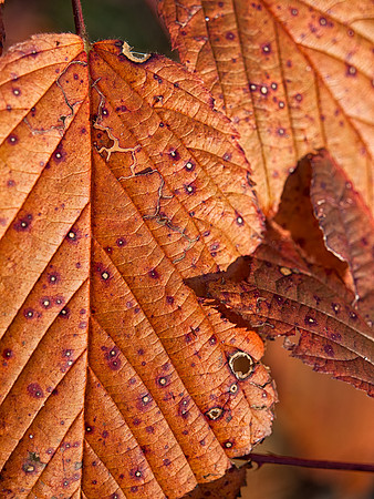 Fall Texture