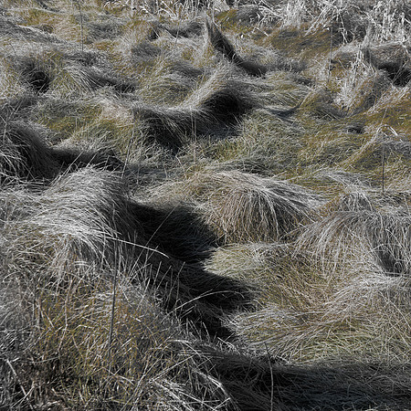 Windblown