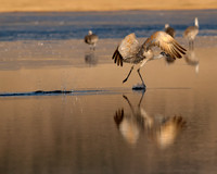 Morning Launch