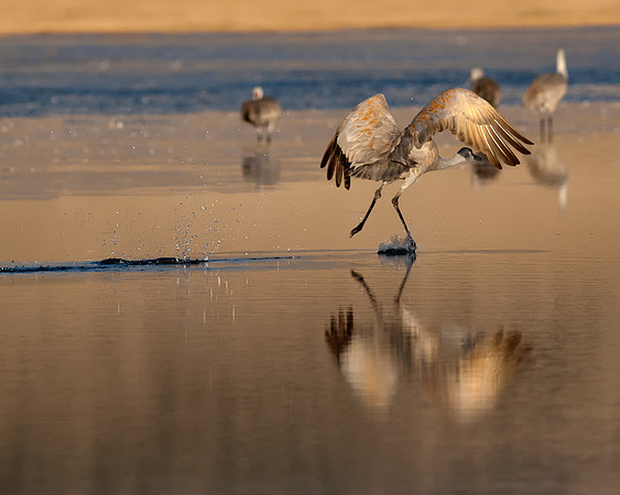 Morning Launch