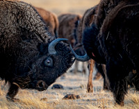 Face Off