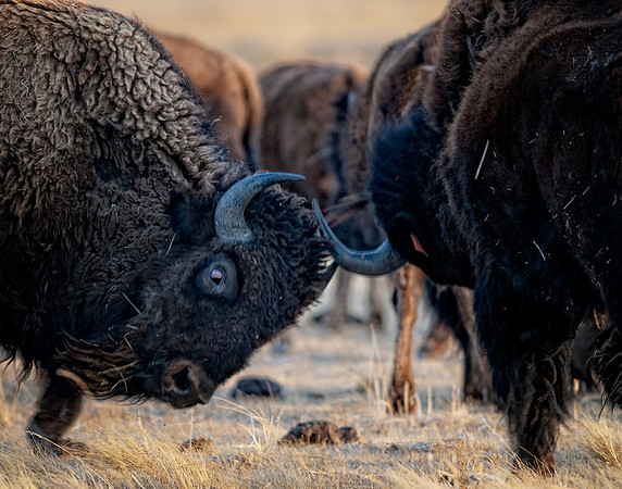 Face Off