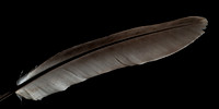 Feathered Light