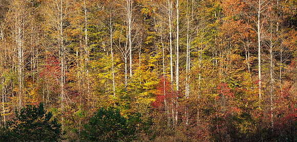 Edge Colors