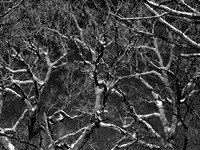 Tangled Web