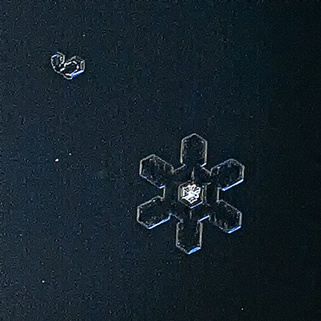 Snowflake Portrait