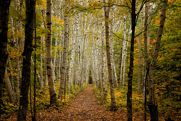 Birth Alley, NH