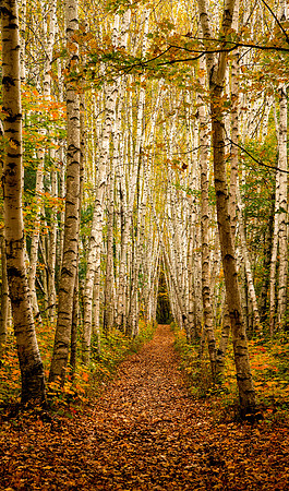 Birch Alley, NH